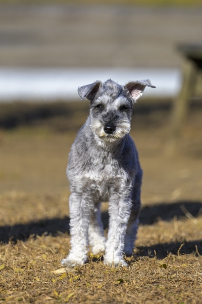 DSC0318-NEF_DxO_DeepPRIMEXD