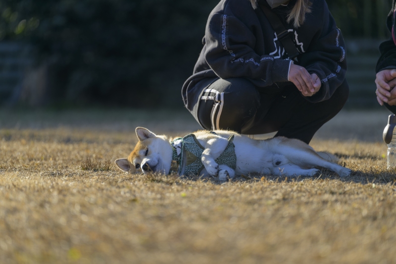 DSC2738-NEF_DxO_DeepPRIMEXD