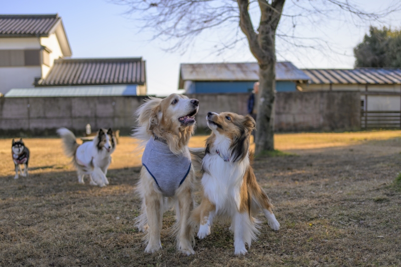 DSC8713-NEF_DxO_DeepPRIMEXD