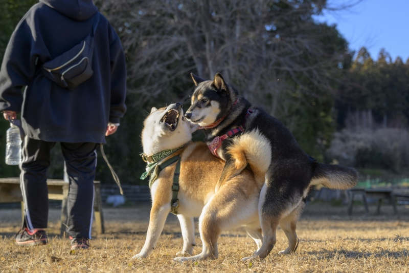 DSC9390-NEF_DxO_DeepPRIMEXD