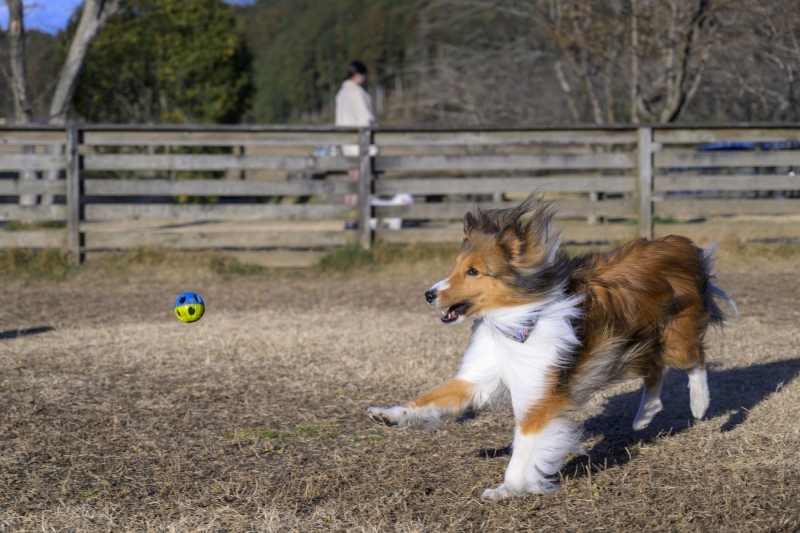 DSC9581-NEF_DxO_DeepPRIMEXD_1