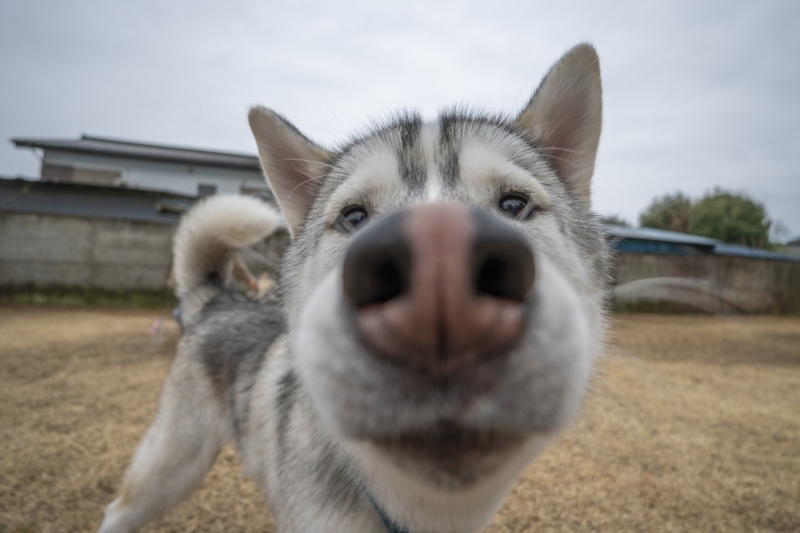 DSC0310-NEF_DxO_DeepPRIMEXD