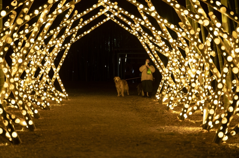 DSC0649-NEF_DxO_DeepPRIMEXD