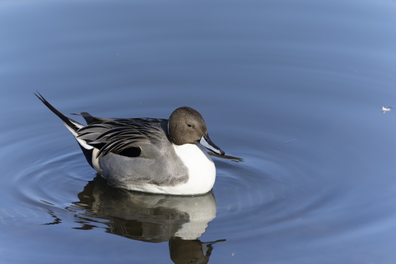 2023-01-17_10-05-23_016